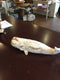 Whale White