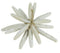 Finger Starfish