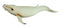 Wall Humpback