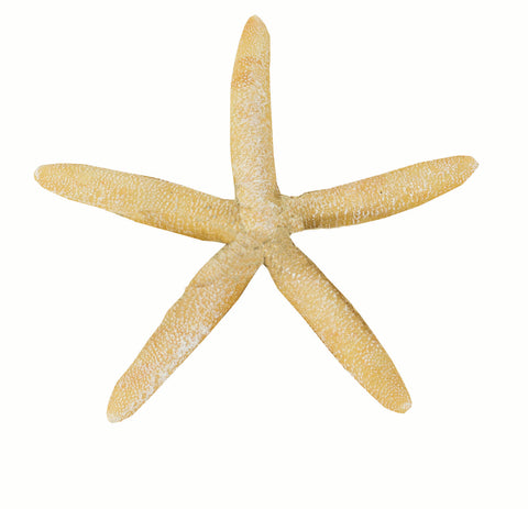 Set Of 3 Starfish