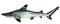 Reef Shark