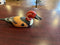 D-085 Pintail Drake