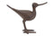 Shore Bird