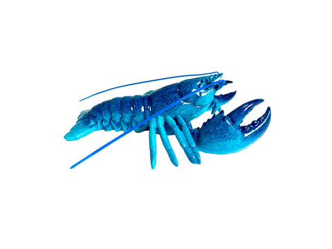 MR-250 Lobster blue