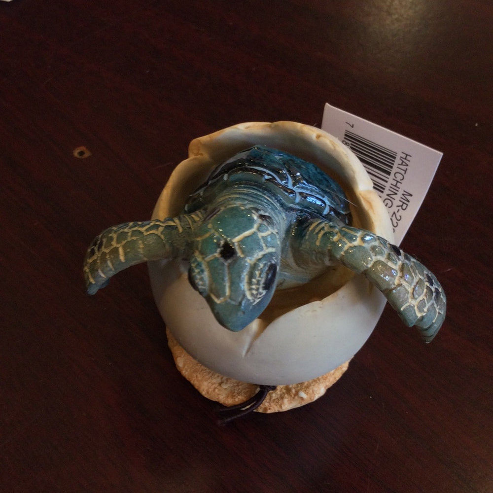 Hatching Turtles