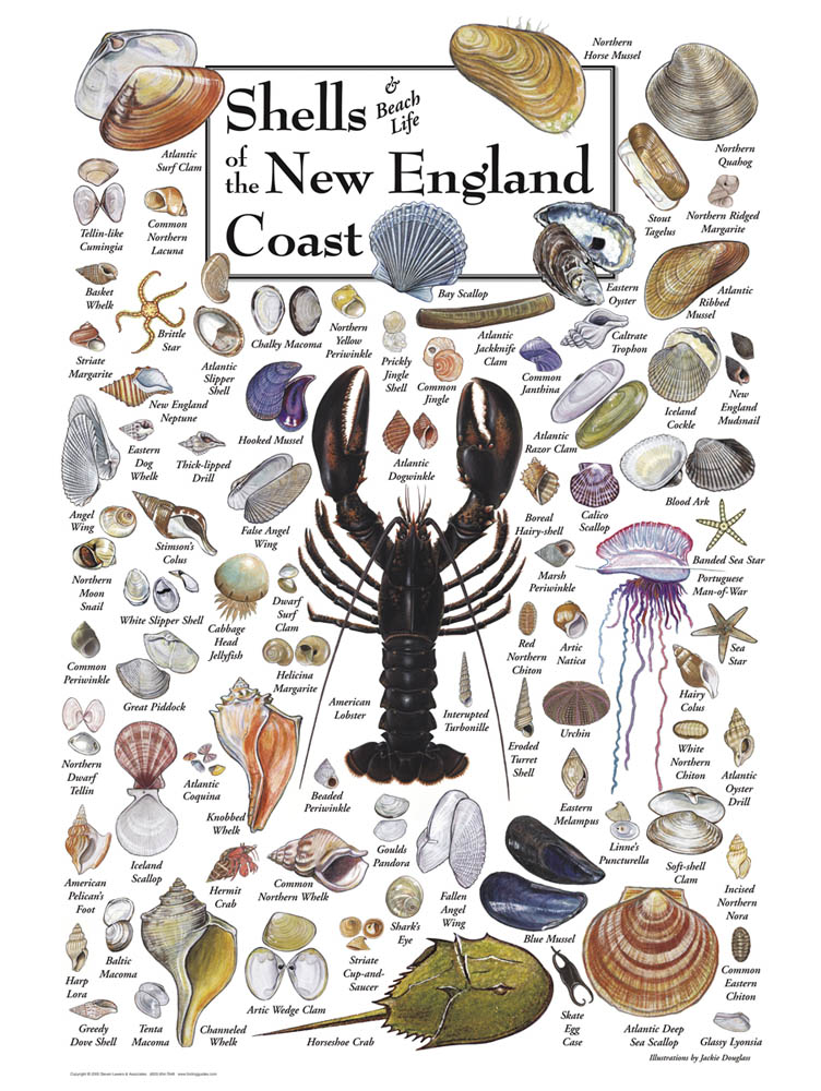 Shells of the New England Coast