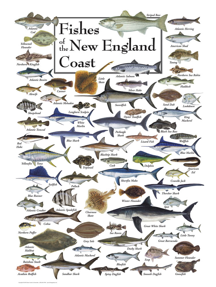 Fish of New England Coast Book