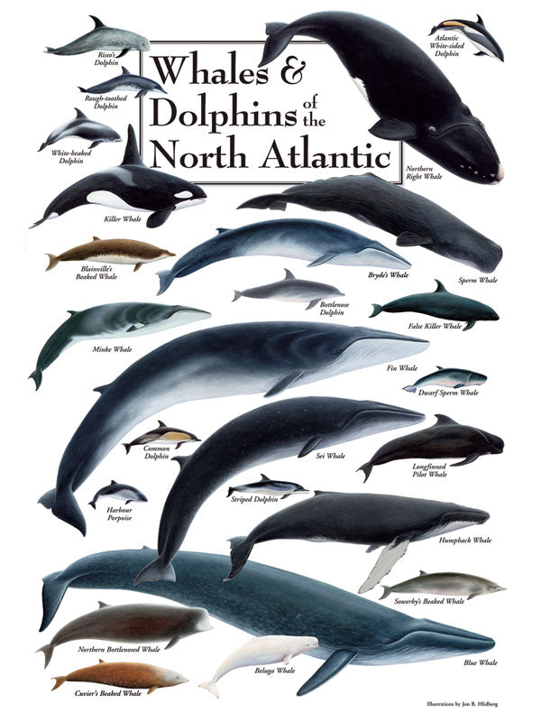 Whale and Dolphin of the North Atlantic Puzzle