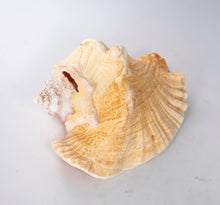 Load image into Gallery viewer, Conch Shell Slit Back 8-10

