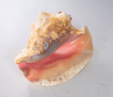 Load image into Gallery viewer, Conch Shell Slit Back 8-10
