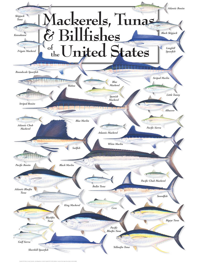 Mackeres, Tuna & Billfish Puzzle