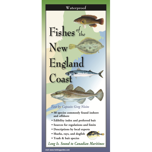 Fishes of the New England Coast Book