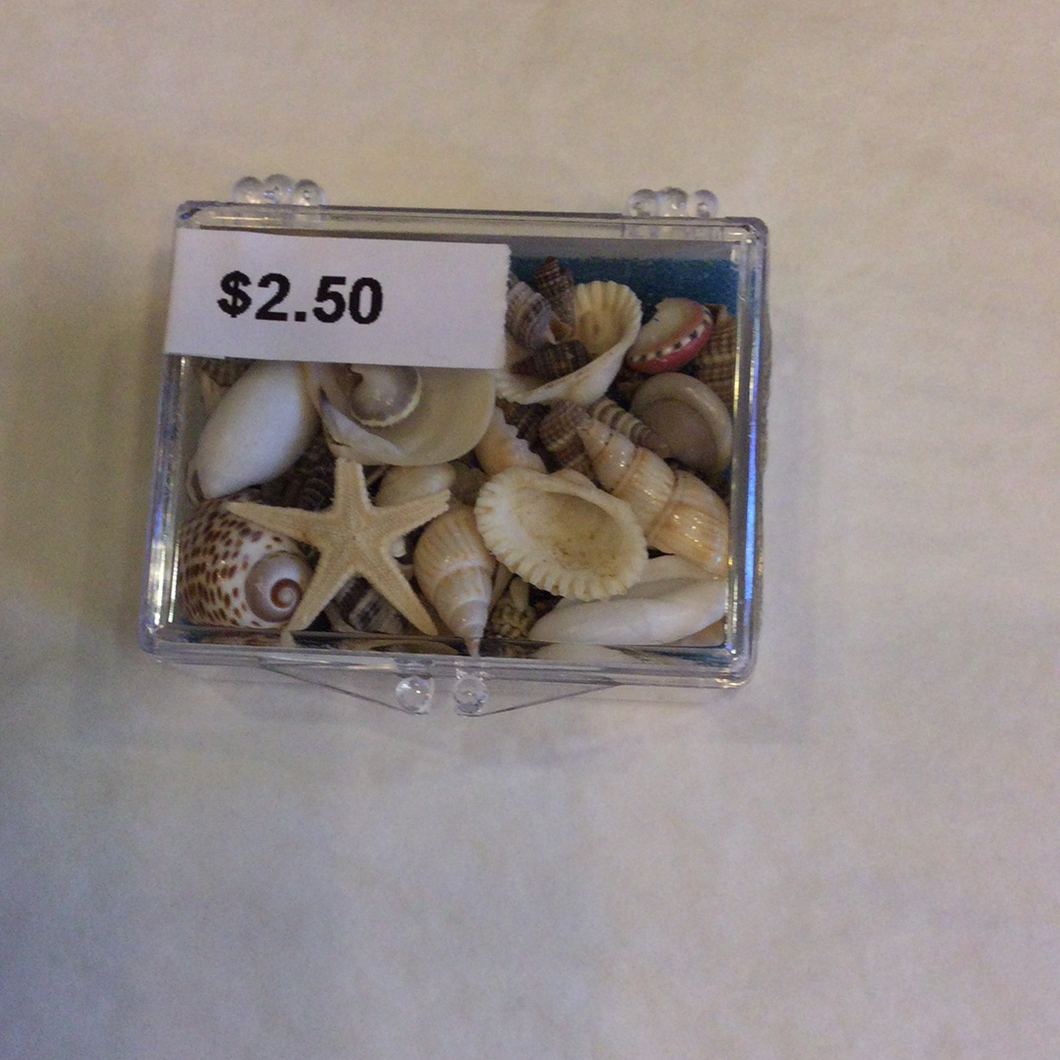 Shore Shells