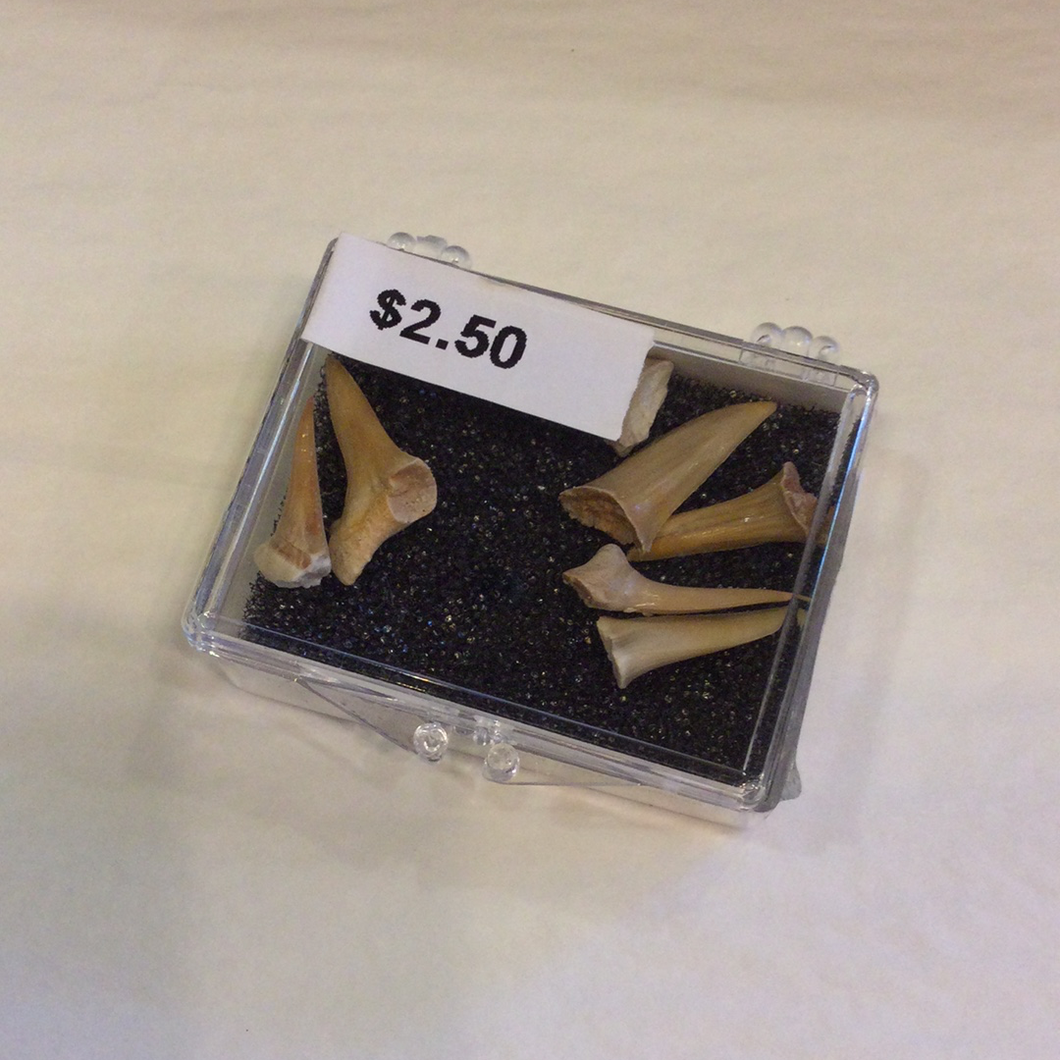 Shark Teeth