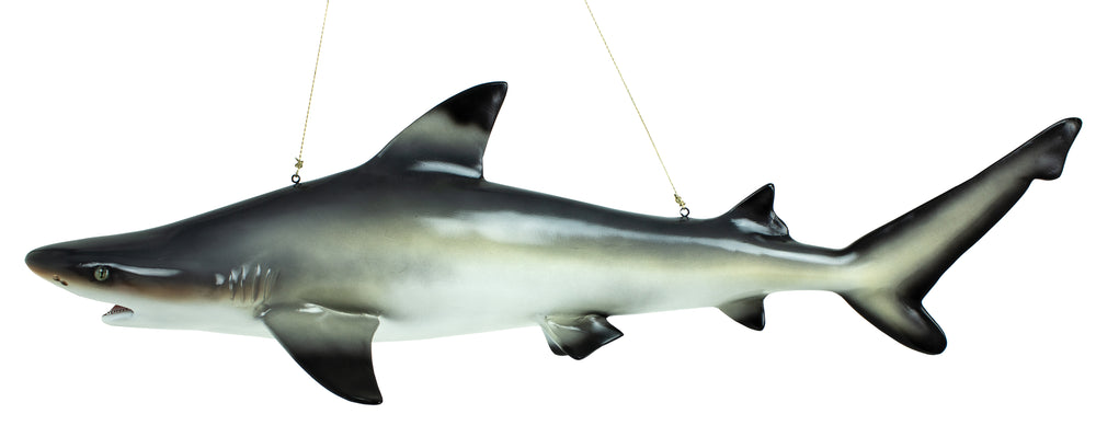 Reef Shark